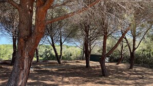 Une zone aride et boisée, avec des arbres et un ciel dégagé.
