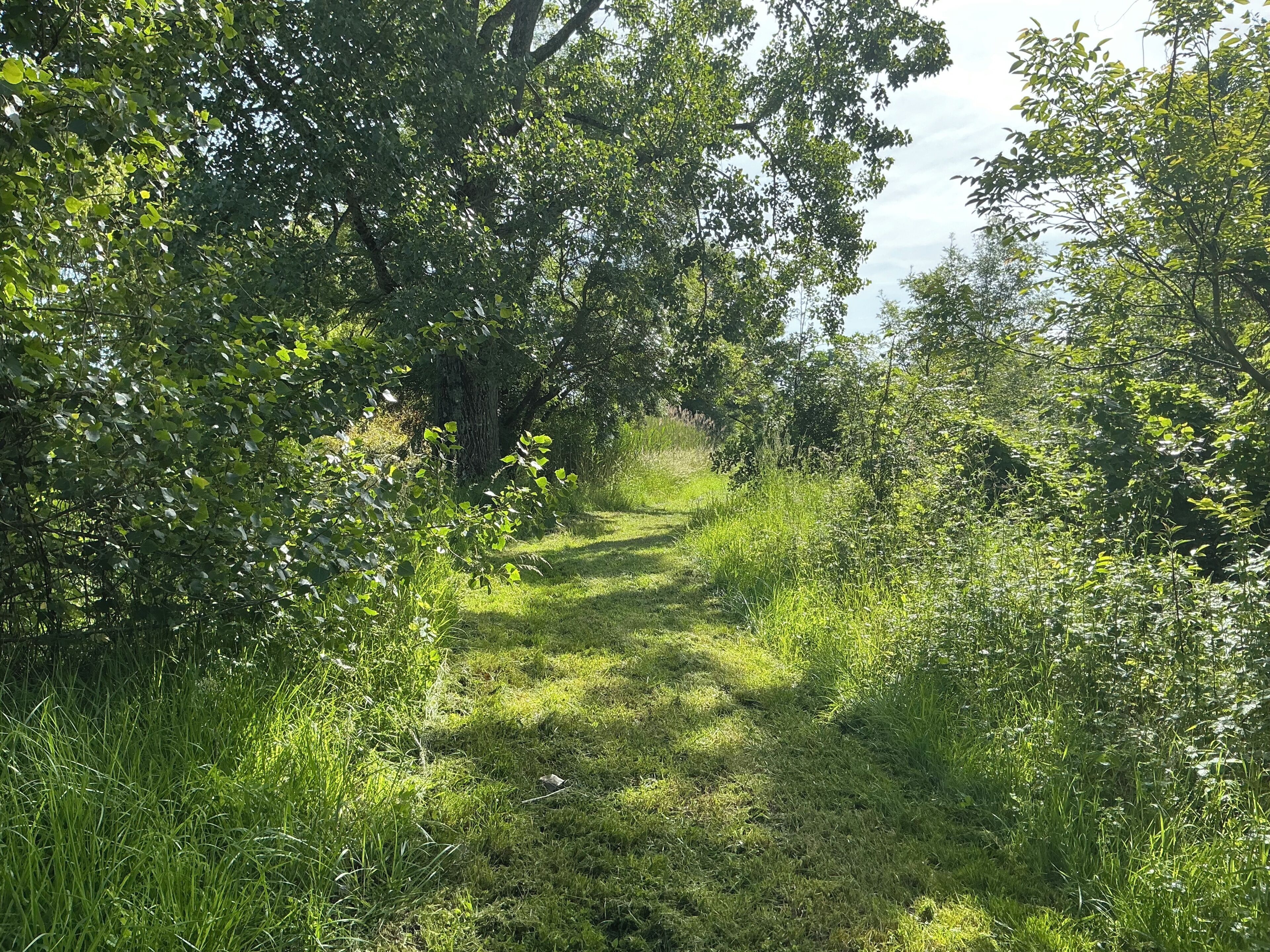 A natural, tree-lined path.