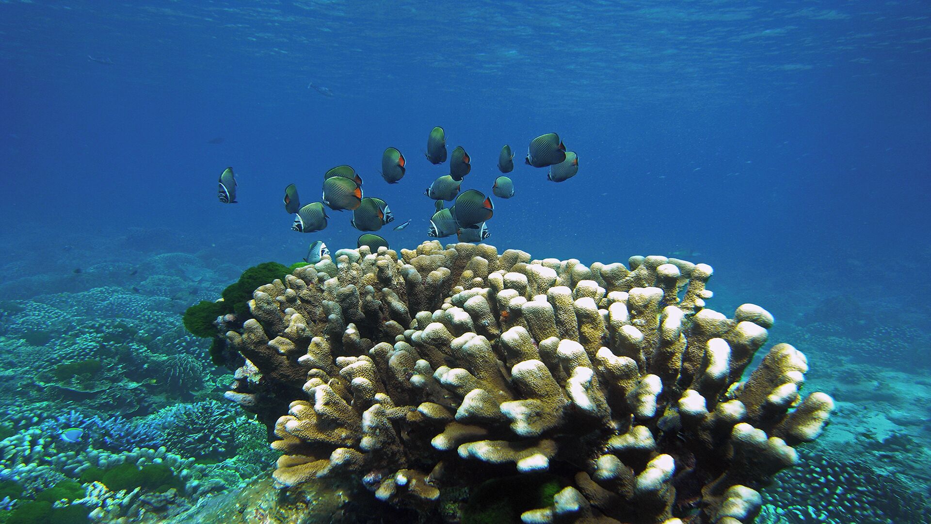 A coral reef with a school of fish swimming above it.