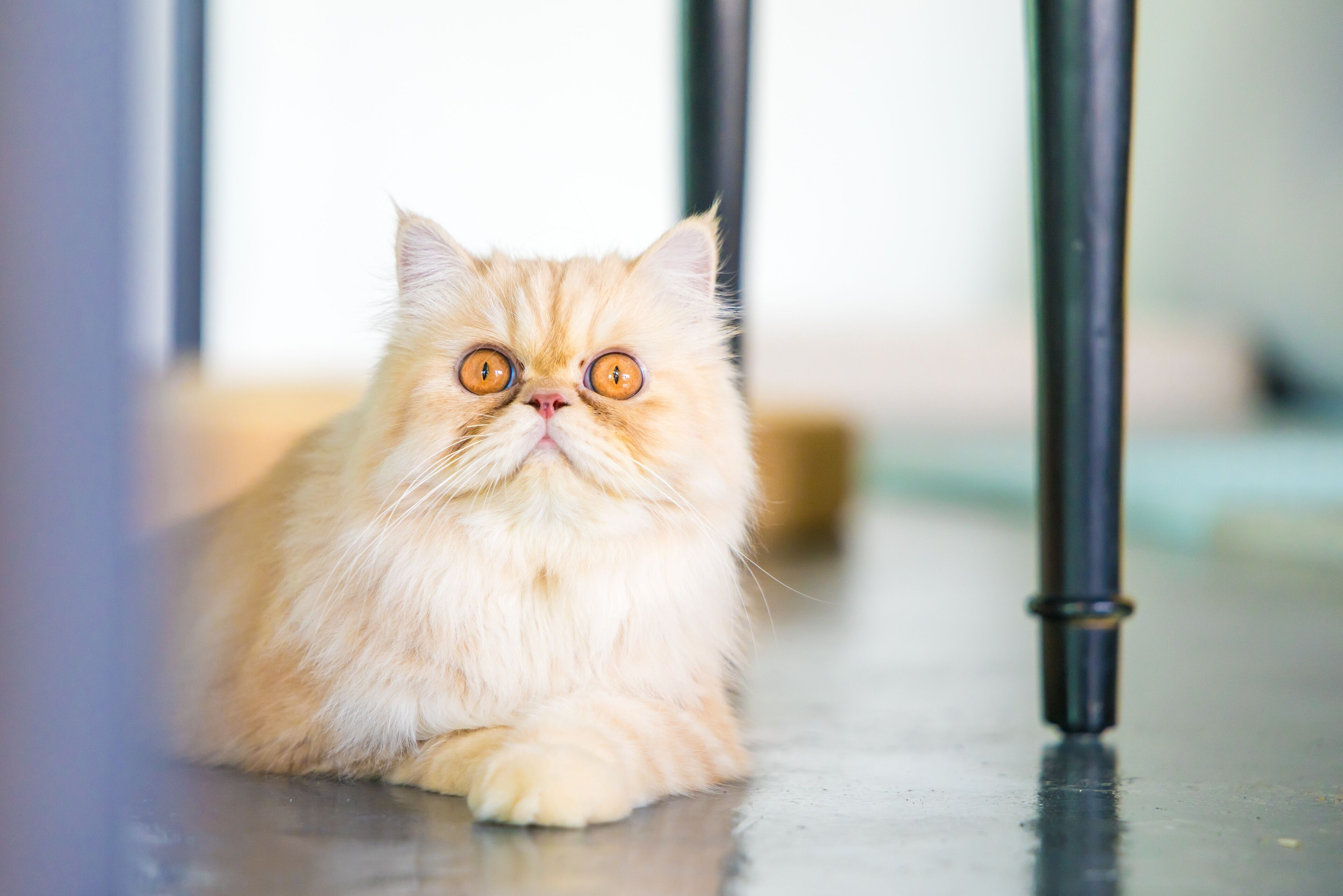 A fluffy cat with orange eyes lying on a reflective floor.