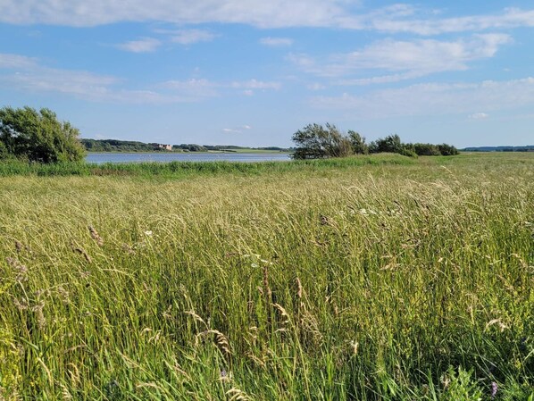 A field with tall grass and a body of water in the background.