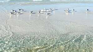 A beach with clear water and a group of birds on the sand.