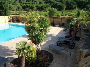A pool area with lounge chairs, a palm tree, and a view of a vineyard in the background.