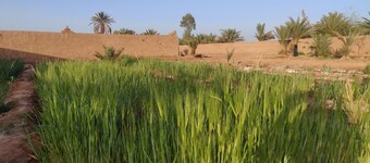 Authentic stay in tranquil farmstead. Take a break in our peaceful oasis.