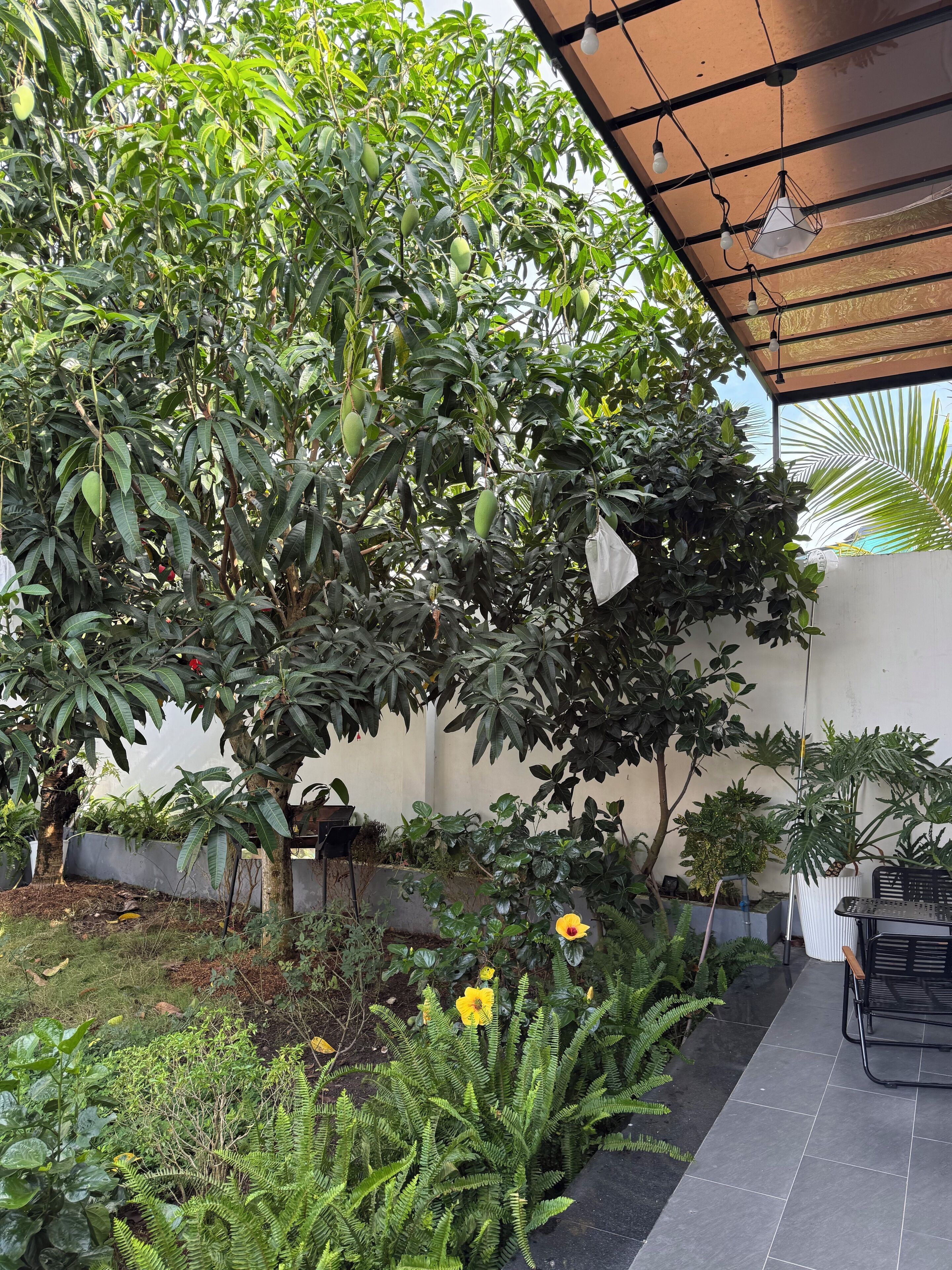 A covered outdoor area with a variety of plants, including trees and ferns, and a metal table and chair.