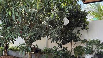 A covered outdoor area with a variety of plants, including trees and ferns, and a metal table and chair.