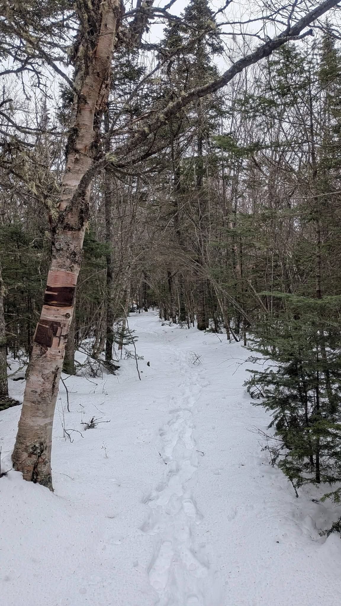 A snow-covered forest path with trees and footprints.