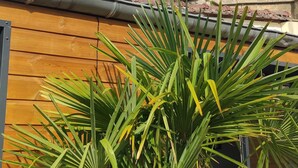 A building with a stone facade, a wooden fence, and a palm tree in the foreground. - Accommodation with a landscaped patio with trees. Ideal for a moment for two. (Ailly-sur-Noye)