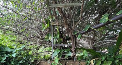 Maison Paradis Taketomi A healing retreat in the center of the island