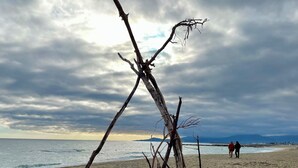 A beach with a prominent dead tree in the foreground and a couple walking in the distance. - 2-Bedroom Apartment, Ocean View, Beach 50 m Away, Air Conditioning, 2 Private Parking Spaces (Saint-Cyprien)