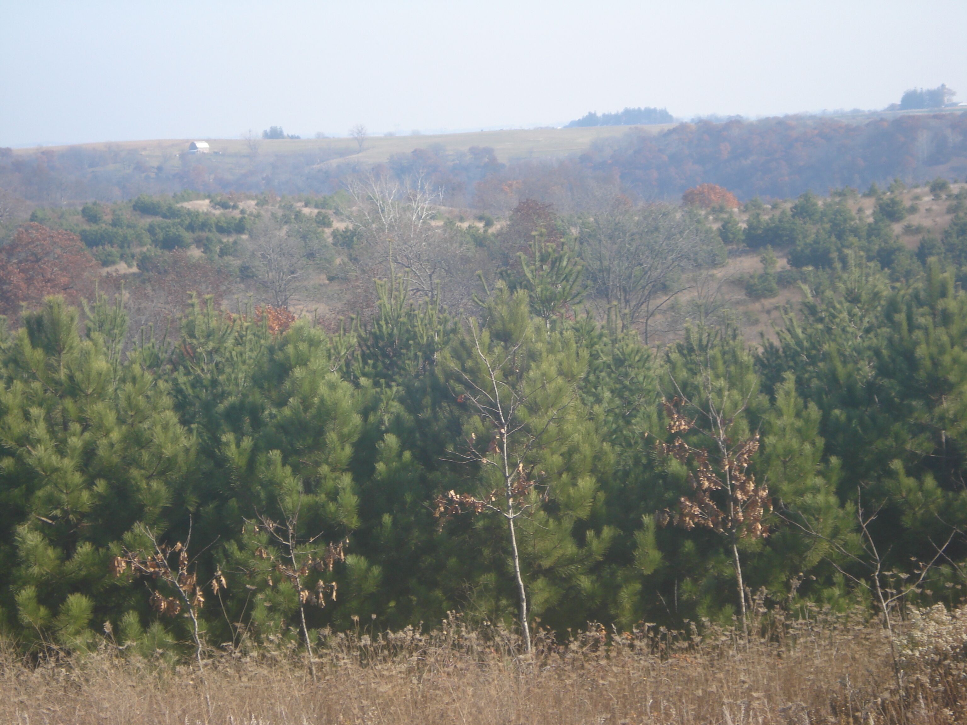 A natural landscape with dense green pine trees and a hilly background.