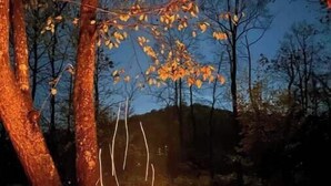A campfire in a forested area with trees and a clear sky.