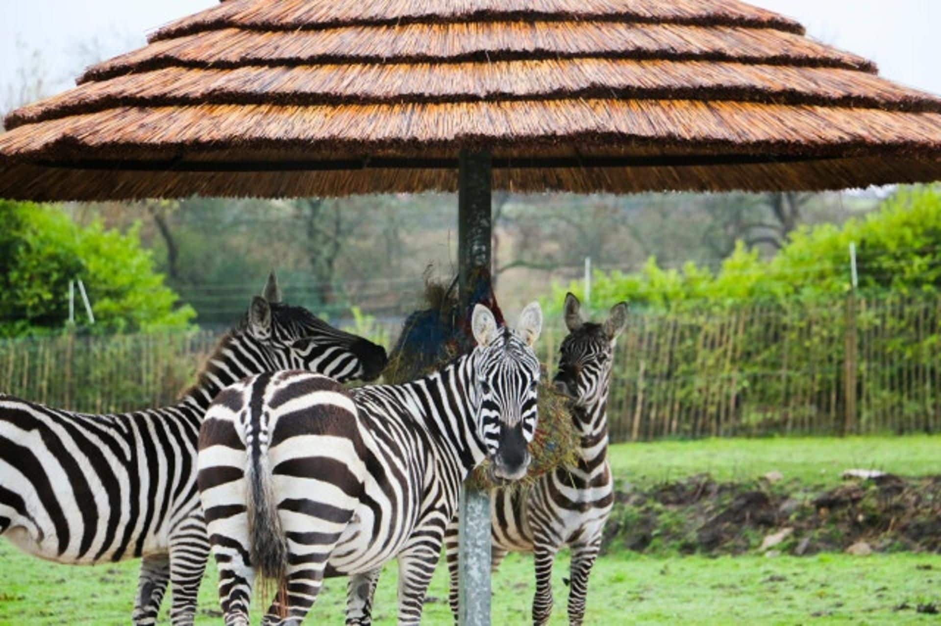 Zebras under a thatched roof structure.
