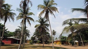 A rural setting with palm trees, a red building, and a yellow structure.