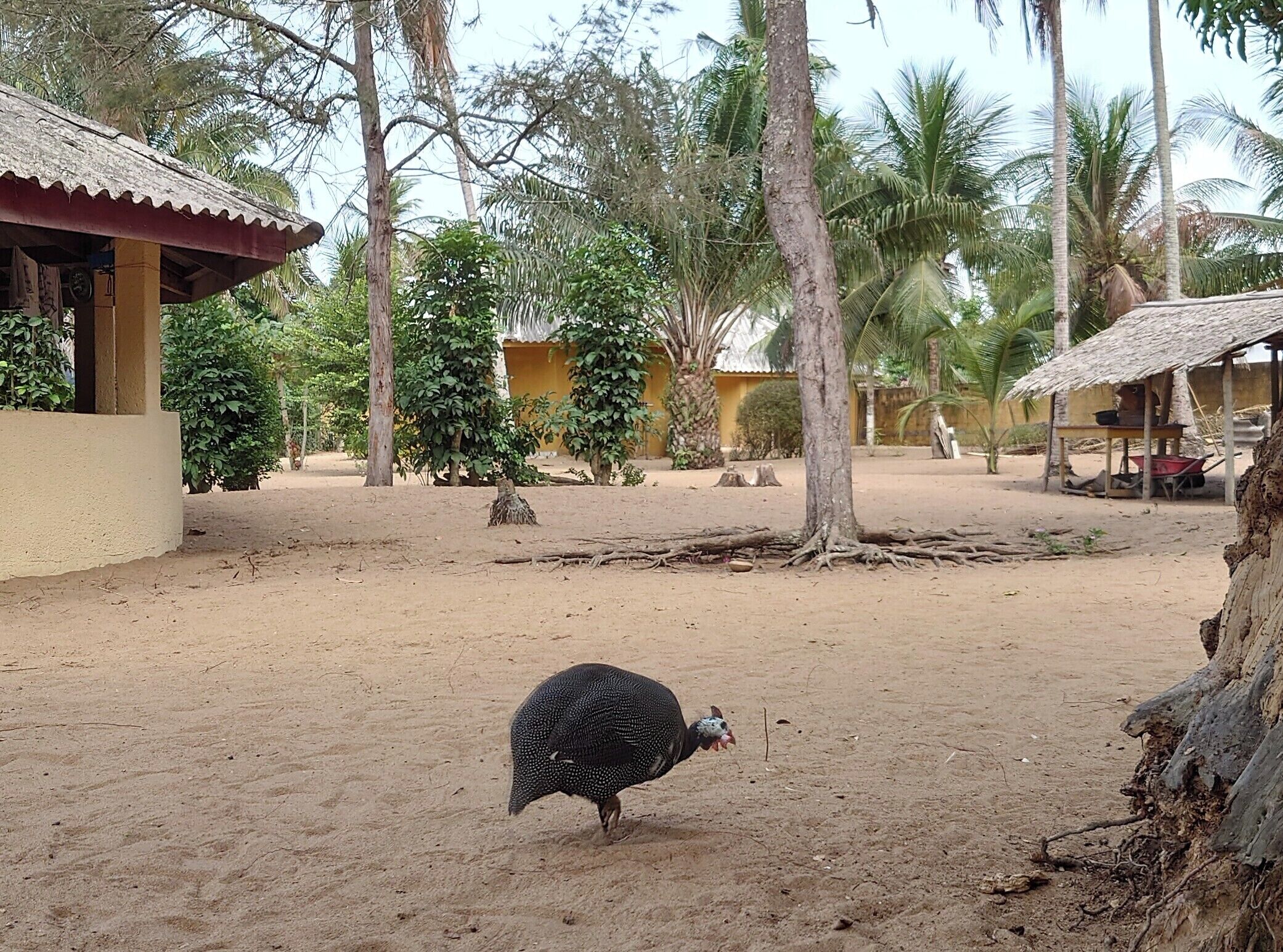 A rustic outdoor setting with a sandy ground, a small building with a thatched roof, and palm trees in the background.