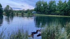 A calm lake with ducks, surrounded by tall grass and trees.