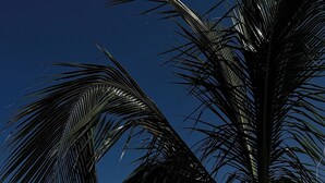 A beach with palm trees, people, and a clear sky. - Lovely 1-bedroom w/ocean view, WiFi, AC & FREE Parking (Honolulu)