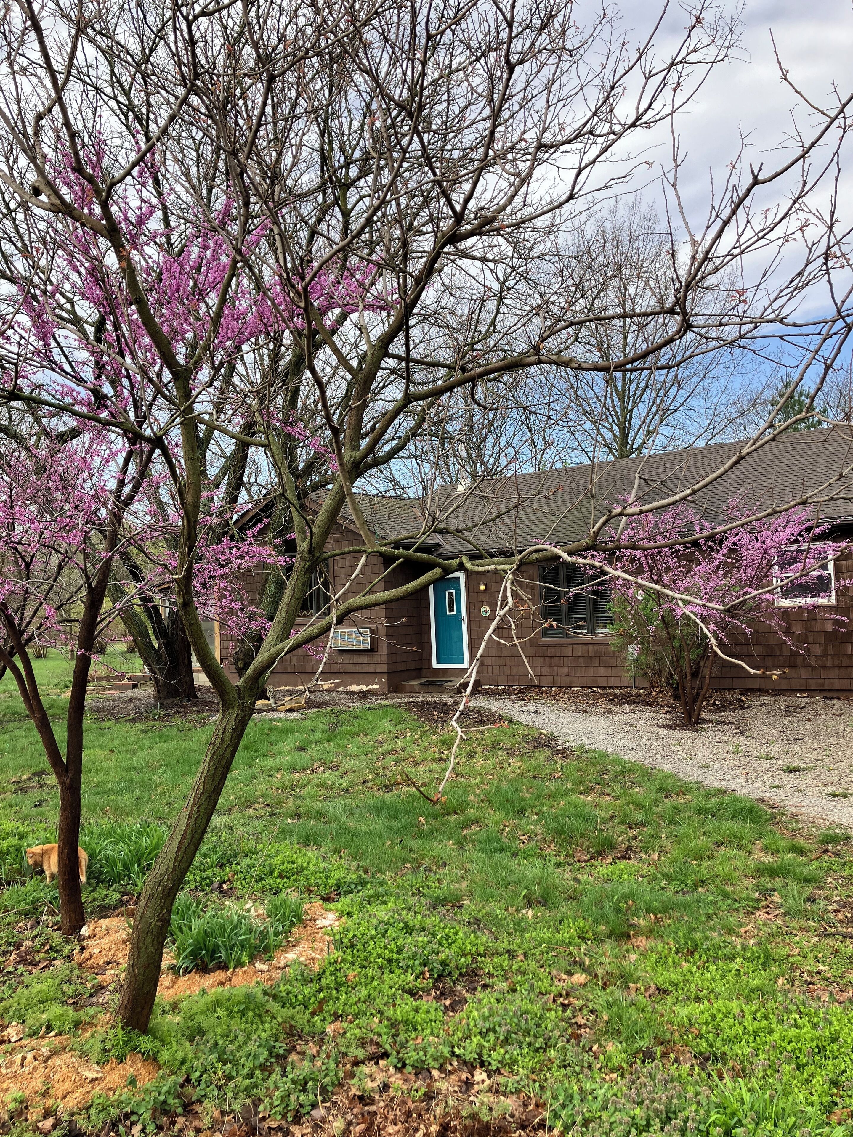 A house with a blue door, surrounded by a grassy yard and flowering trees.