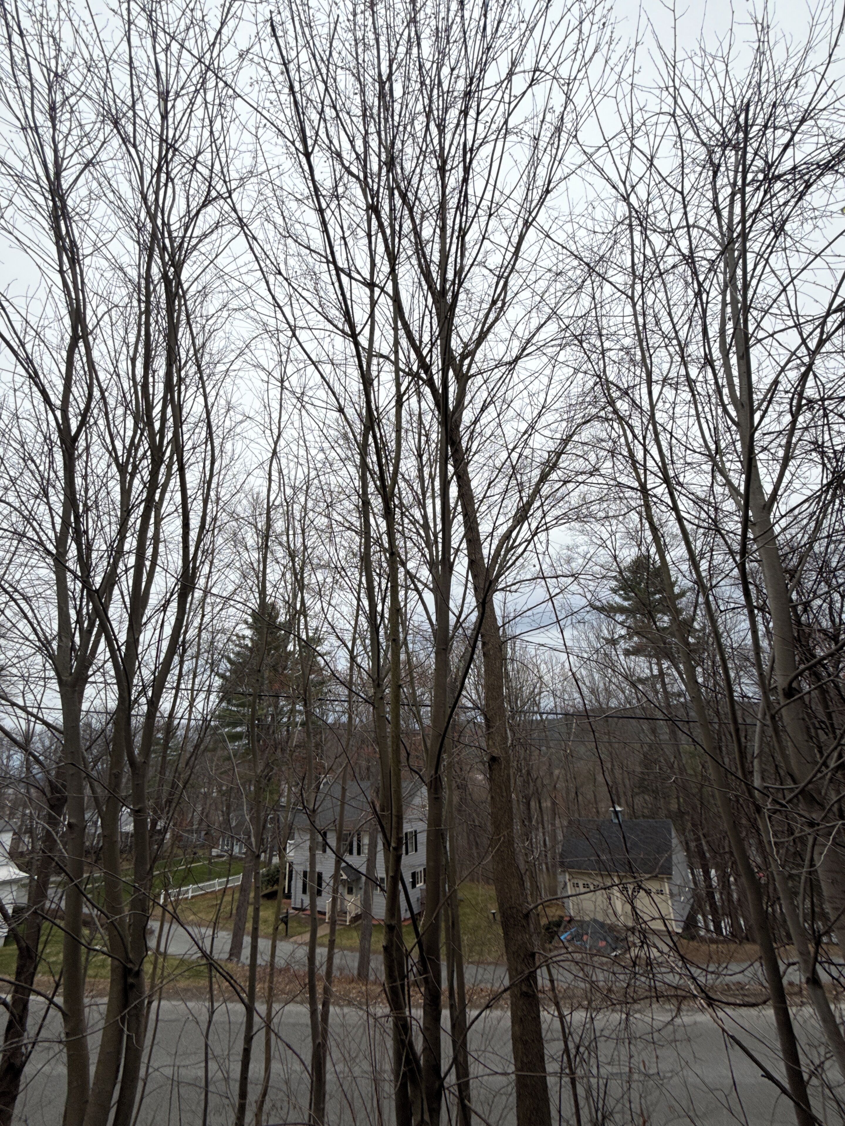 Un quartiere residenziale con alberi spogli e una casa a due piani, con un giardino anteriore e una strada privata ben visibili.