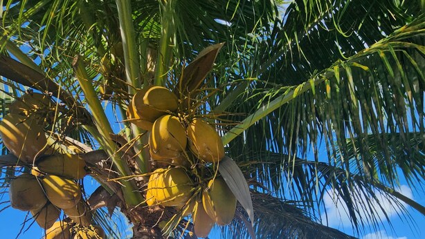 Eine Palme mit Kokosnüssen und einem Schild für CocoTini.