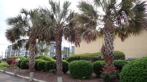 A row of palm trees and well-maintained hedges along a sidewalk. - Recreation Central ILM (Wilmington)