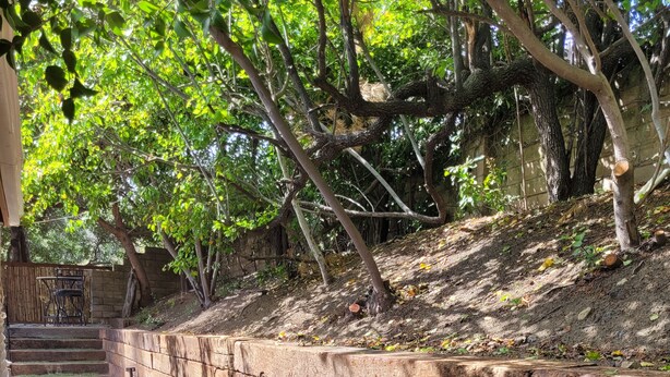 Un sendero de piedra que conduce a una escalera de madera, rodeado de árboles y un muro de piedra.