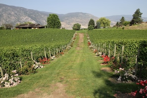 Un vignoble avec des rangées de vignes et un chemin menant à un bâtiment.