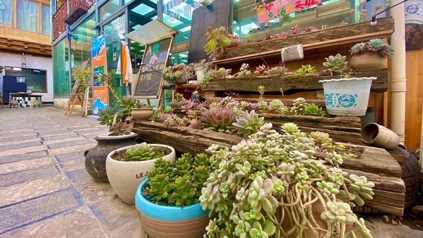Een winkel met verschillende potplanten die buiten staan uitgestald.