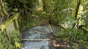Un sendero estrecho de grava rodeado de vegetación densa y un puente de madera.