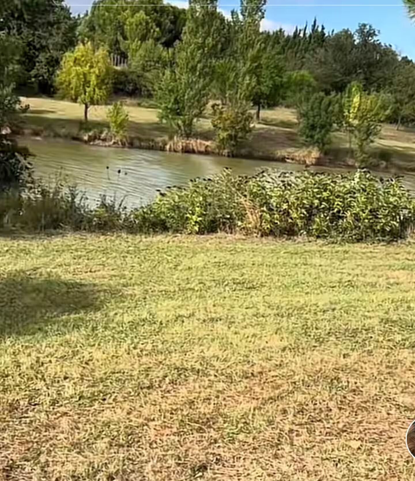 A grassy area with a pond and trees in the background.