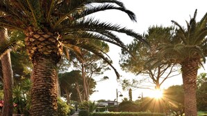 A pathway lined with palm trees and a well-maintained garden, leading to a building with a sloped roof. - Hotiday Marina di Bibbona (Marina di Bibbona)