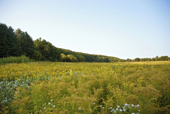 Un campo con flores silvestres y árboles al fondo.