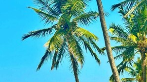 A beach with palm trees and a clear blue sky. - Shanzu Oceanfront Apartments (Mombasa)