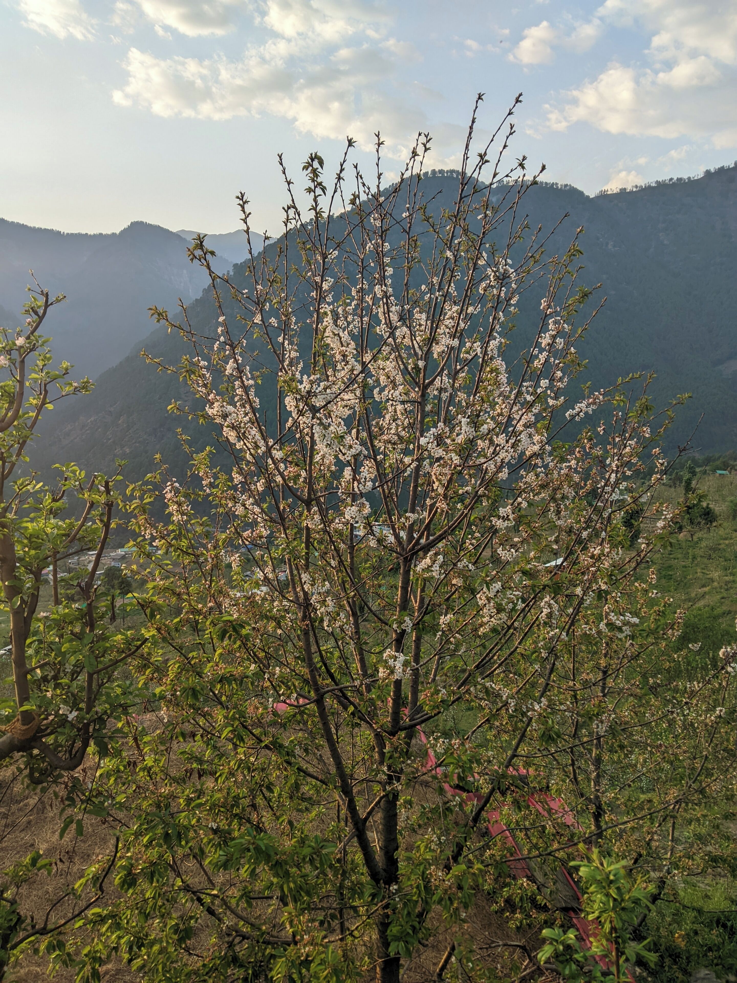 Un árbol con flores blancas en un entorno rural, con montañas al fondo.