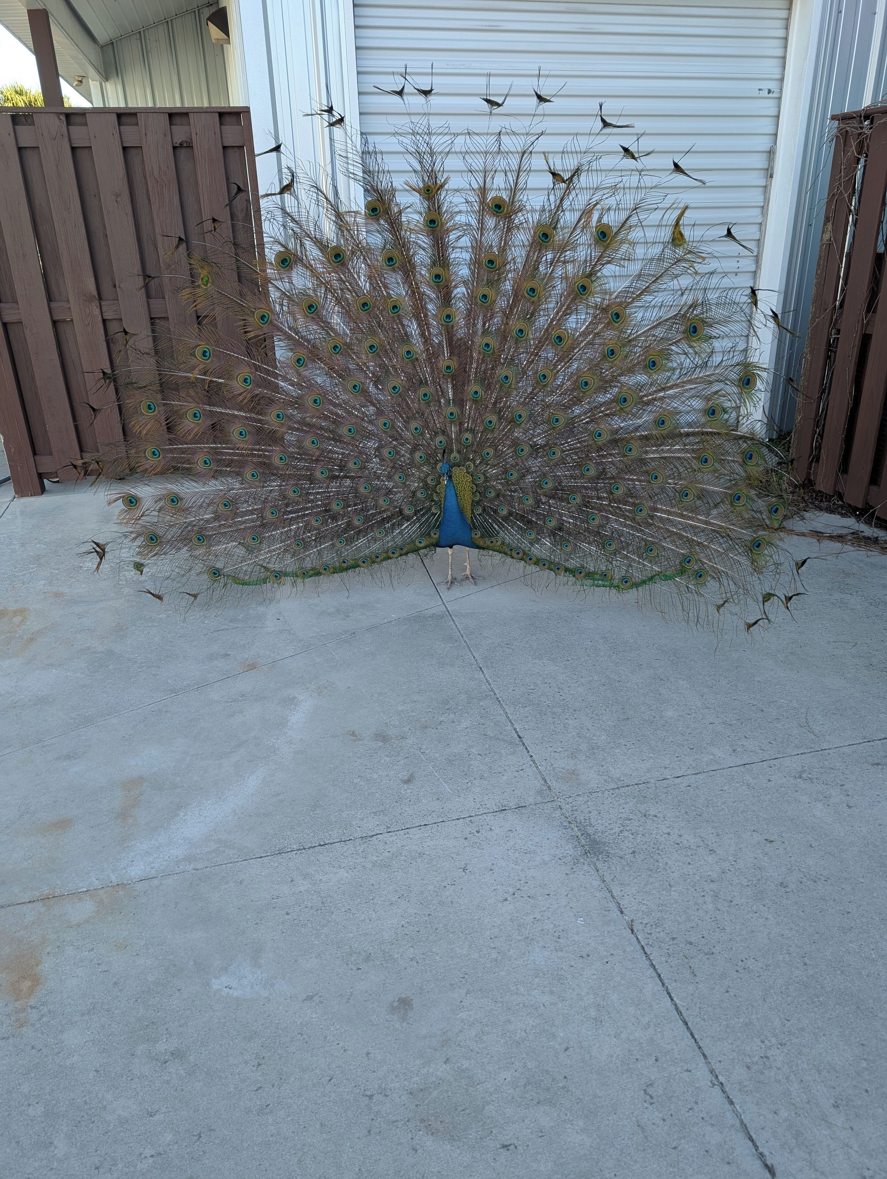 A peacock with its tail feathers fanned out in an outdoor area with a concrete floor and a wooden fence in the background.