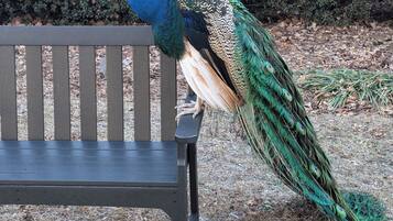 A peacock standing on a bench in a park.