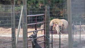 A kangaroo in a fenced enclosure with a sandy ground and a wooden structure in the background.
