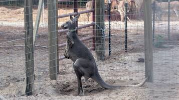 A kangaroo in a fenced enclosure with a sandy ground and a wooden structure in the background.