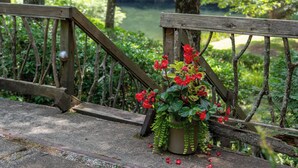 Un pont en bois muni d’une rambarde, un pot de fleurs avec des fleurs rouges, et un paysage naturel en arrière-plan.