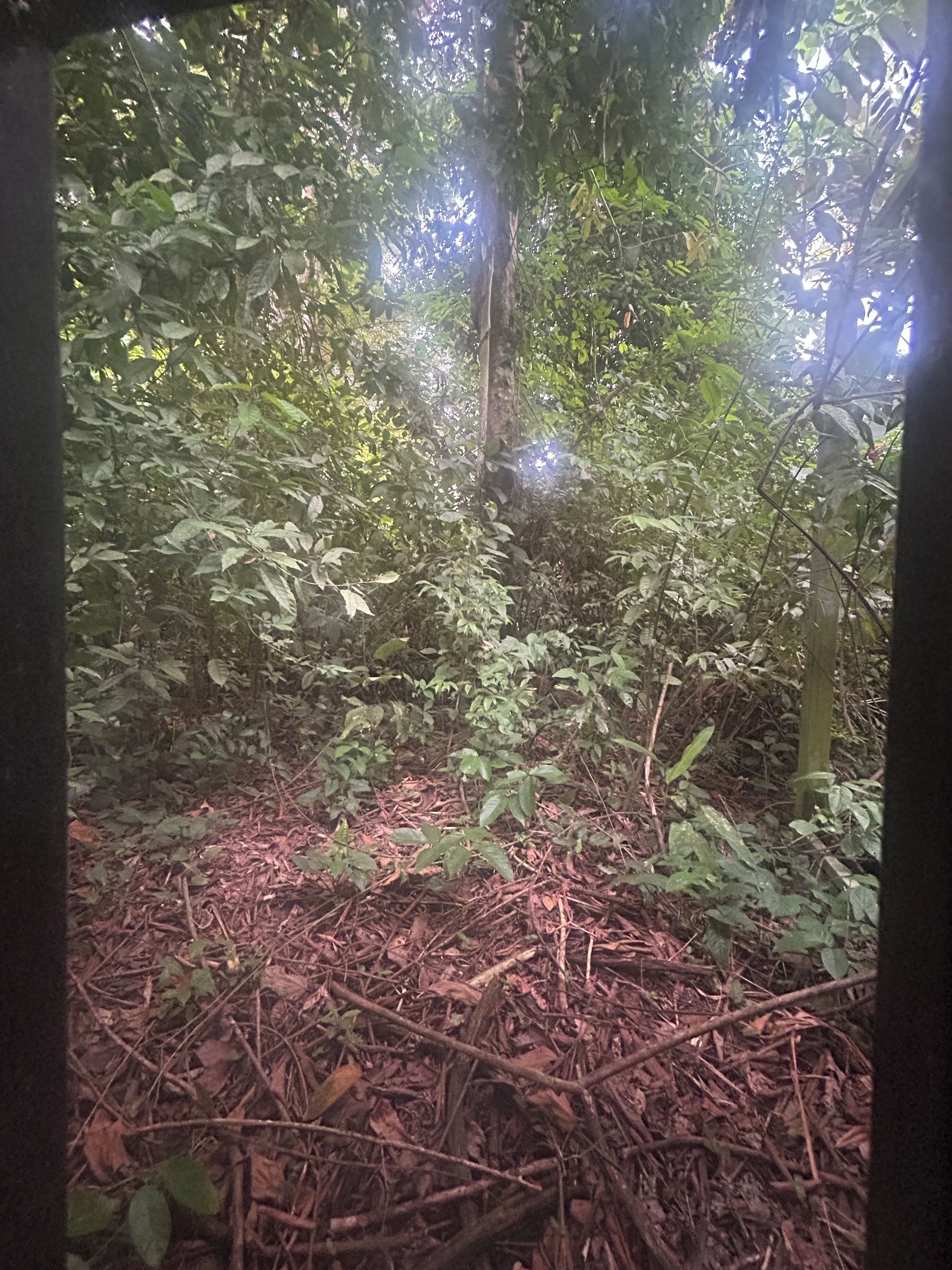 Ein dichter Wald mit verschiedenen Bäumen und dichtem Unterholz.