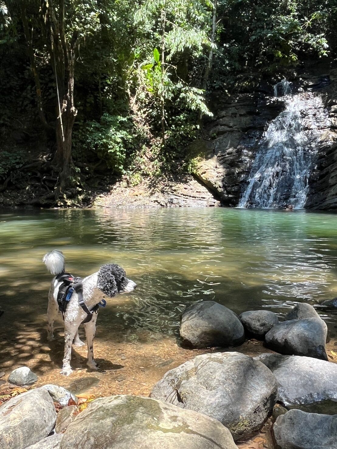 Un perro parado en un arroyo poco profundo, con una cascada al fondo.