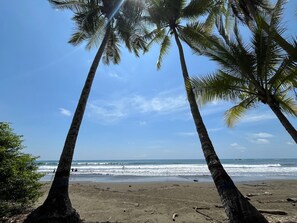A beach with palm trees and the ocean.