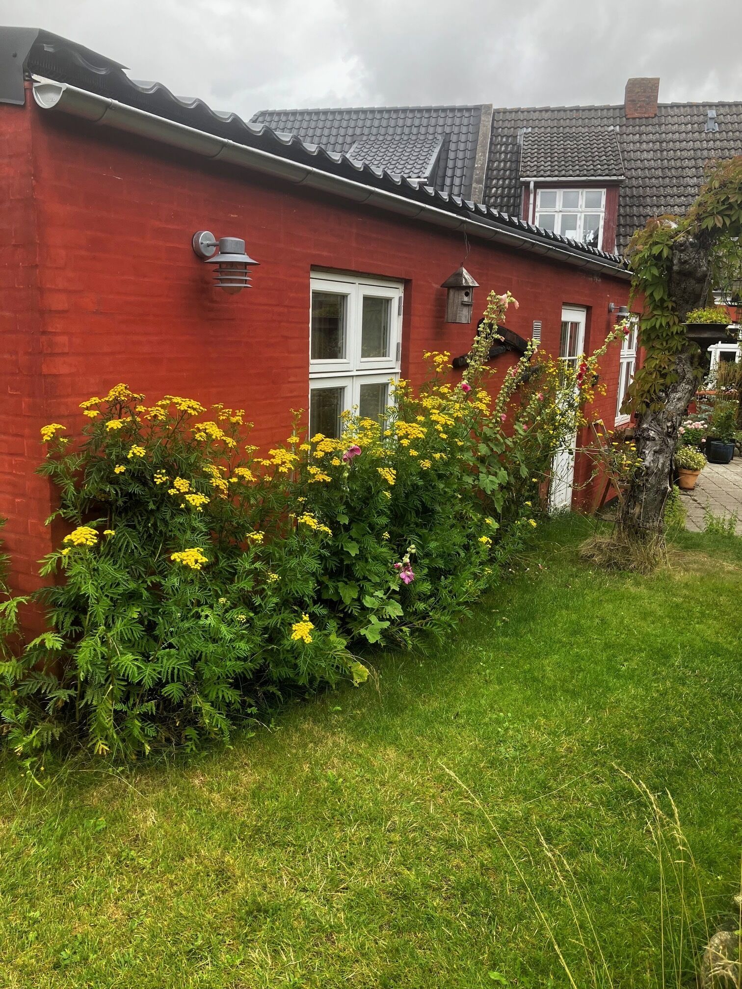 A red brick house with a tiled roof, a white window, and a small garden with yellow flowers.