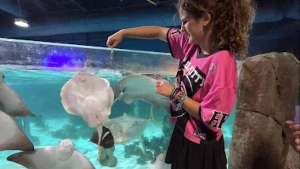 Iemand geeft dolfijnen eten in een aquarium.