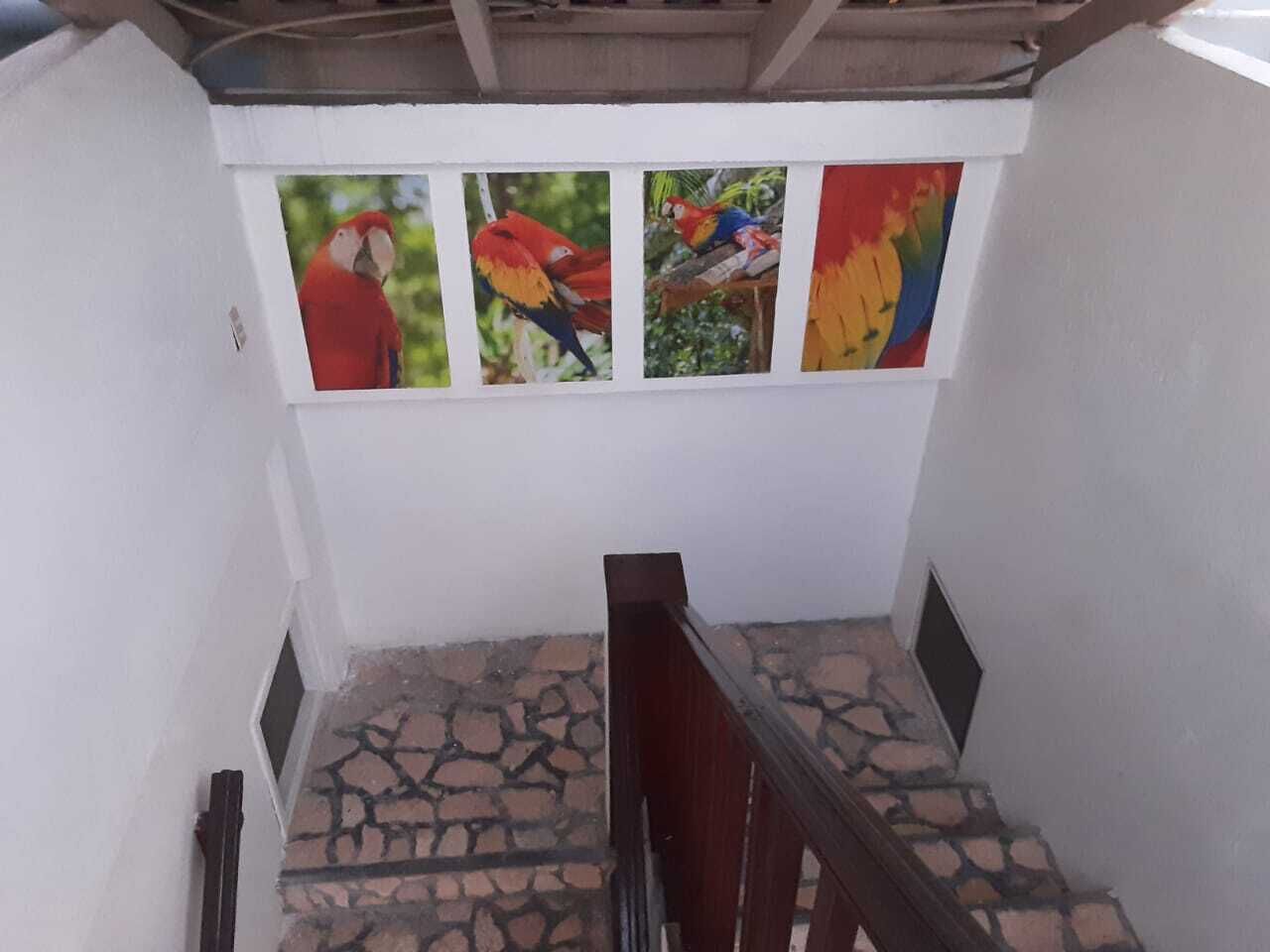 Una escalera con piso de piedra y barandilla de madera, que conduce a una pared blanca con tres cuadros de loros coloridos.