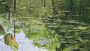 A natural water body with ducks swimming, surrounded by greenery and trees. - Strawberry Crossroads (Pittsville)