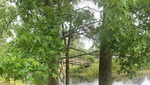 A park with a wooden bridge over a pond, surrounded by trees and a bench. - Strawberry Crossroads (Pittsville)