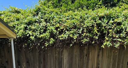 Long Beach Retreat - Private back house with AC, Air Purifiers, & Soft Water