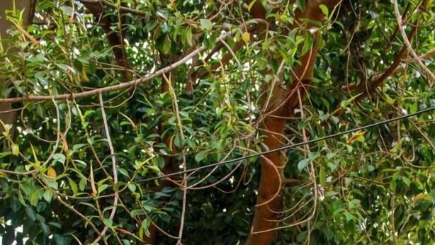 Un arbre dont le tronc a une forme particulière, deux bancs en bois et un mur en briques.