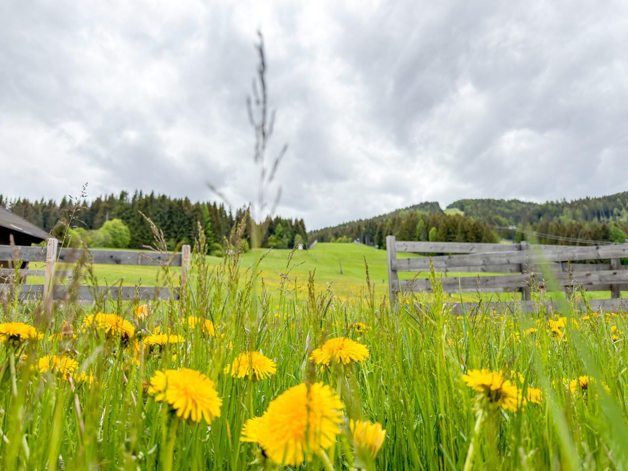 A rural landscape with a wooden fence, green fields, and yellow flowers.